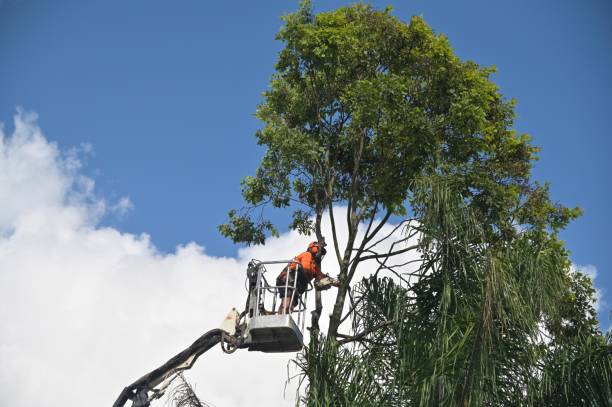 Reliable Pass Christian, MS Tree Services Solutions